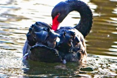 der-schwarze-Schwan-im-See